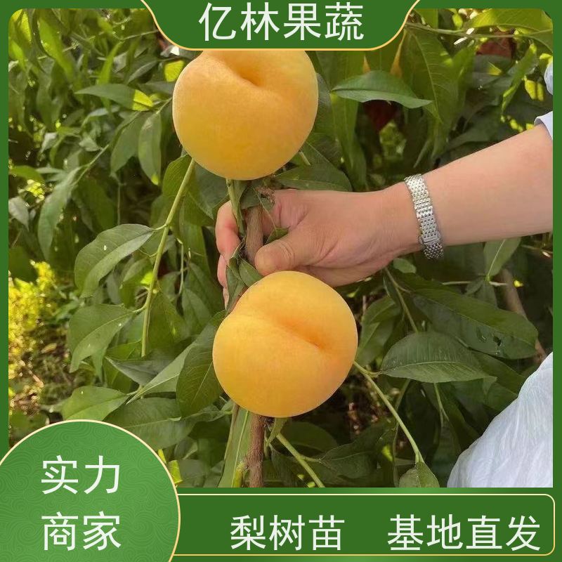 基地供应 黄桃苗 三公分现挖现发 品种齐全 成活率高