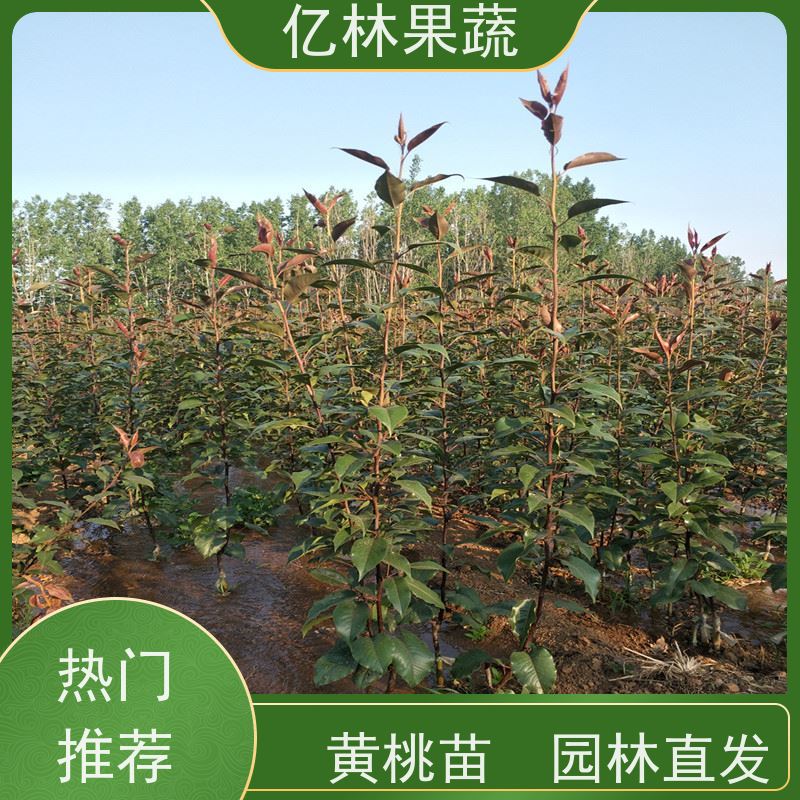基地供应 油桃苗 园林绿化果树苗 抗寒能力强 成活率高