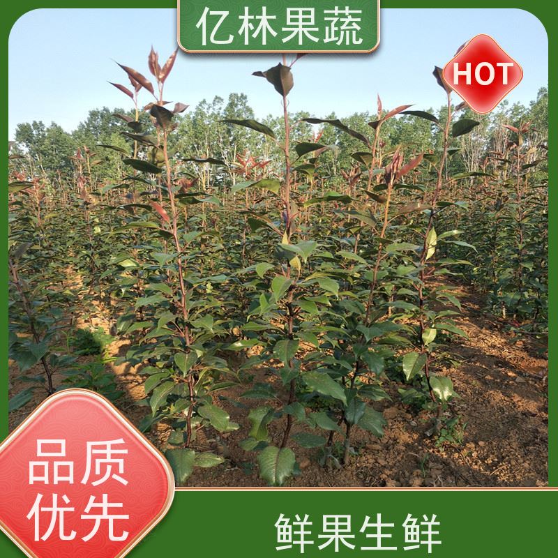 亿林苗木 园林嫁接桃苗 现挖现发 口感香甜 果实饱满味道好