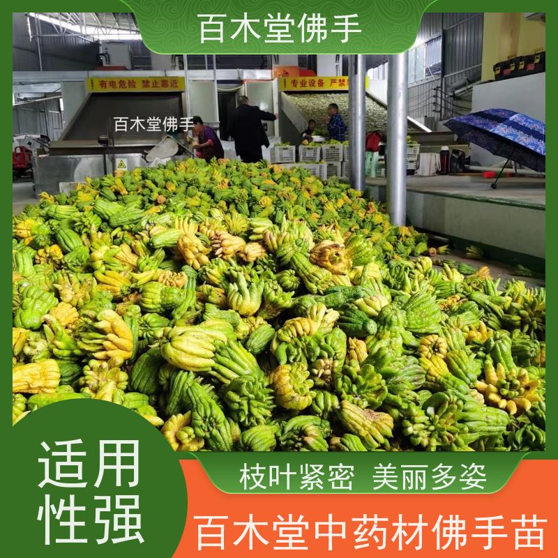 百木堂 川佛手 适用性强 规格齐全 城市景观绿化树 