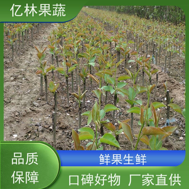 基地培育 冬桃苗 新品种挑苗 香甜可口 易栽培桃树苗