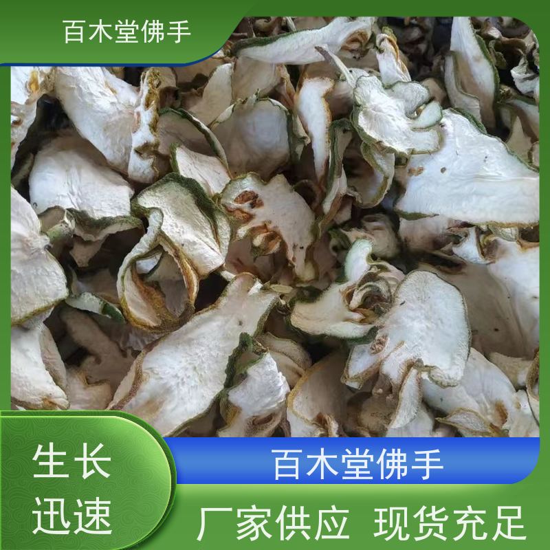 百木堂 广佛手 植株茂密 生长迅速 中药材种植基地 