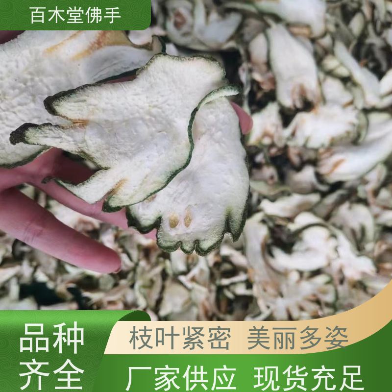 百木堂 川佛手 高成活率 较耐干旱 园林景区栽植