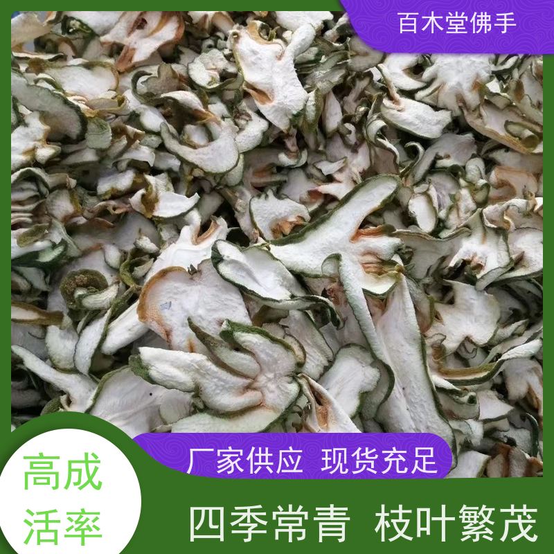 百木堂 金 佛手 植株茂密 生长迅速 园林景区栽植