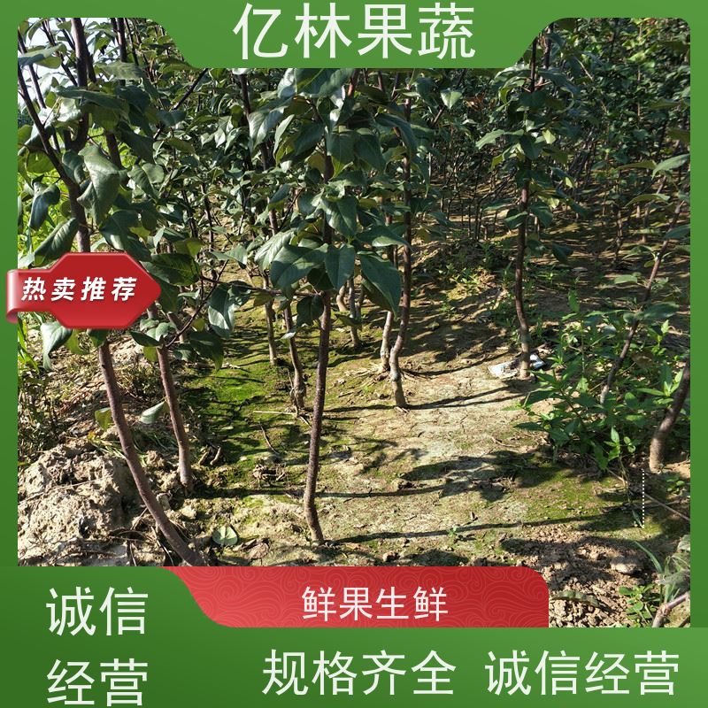 亿林苗木 园林嫁接桃苗 现挖现发新鲜 粗两公分 根系饱满成活率高