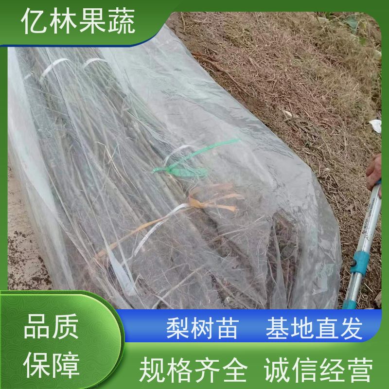 基地供应 冬桃苗 三公分现挖现发 品种齐全 成活率高