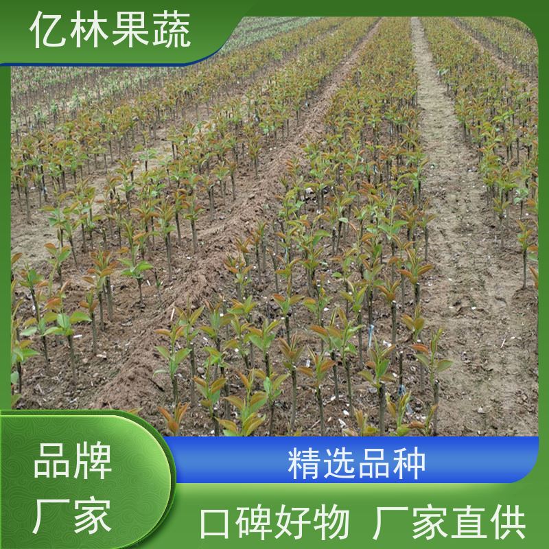 基地培育 冬桃苗 三公分现挖现发 品种齐全 易栽培桃树苗