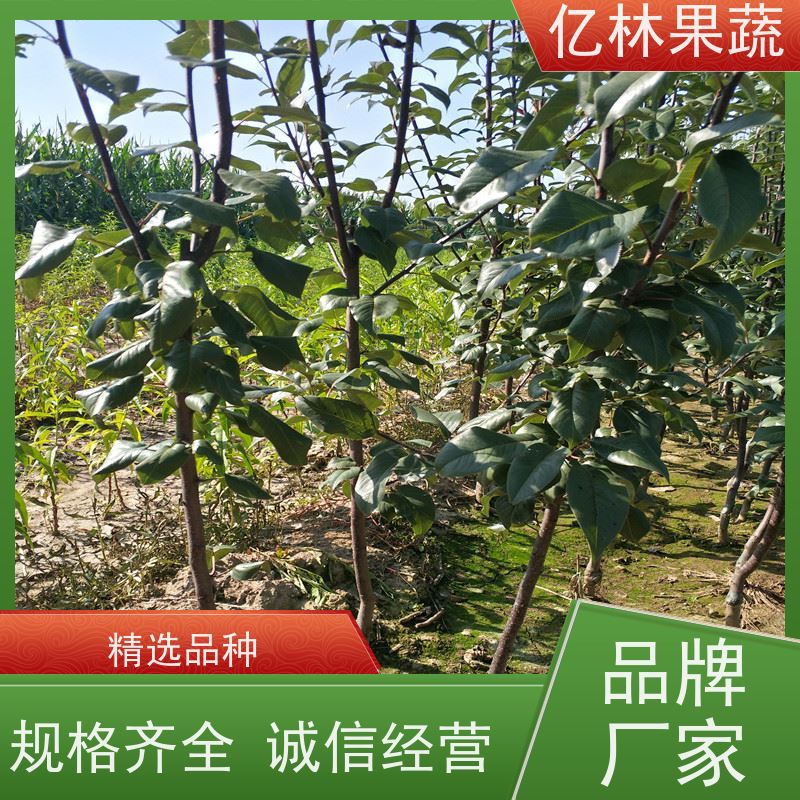 基地培育 黄桃苗 晚熟品种桃 口感脆甜 易栽培桃树苗