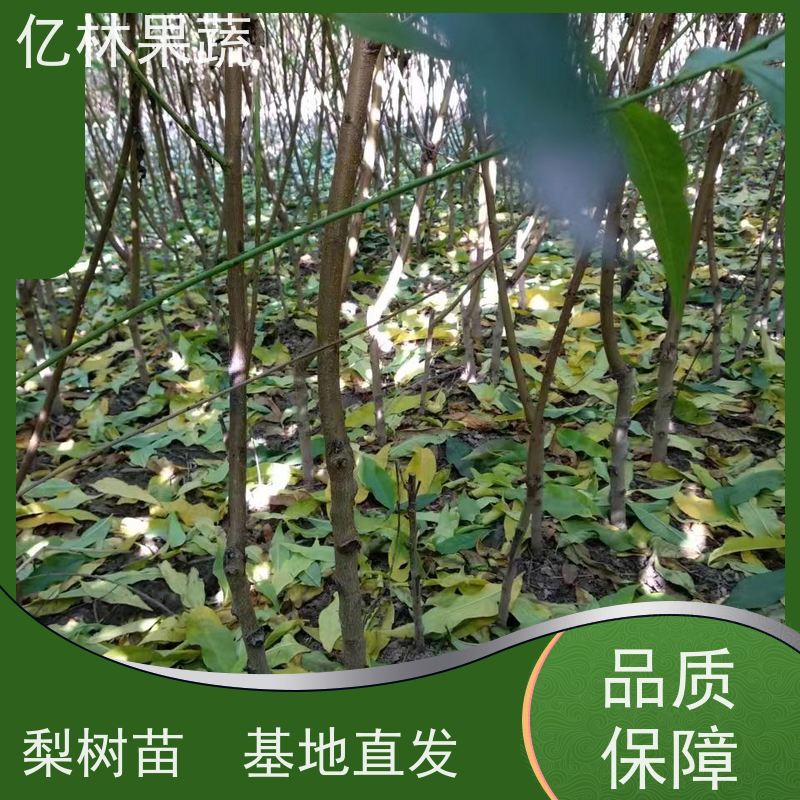 基地供应 桃树苗 三公分现挖现发 品种齐全 果实饱满味道好
