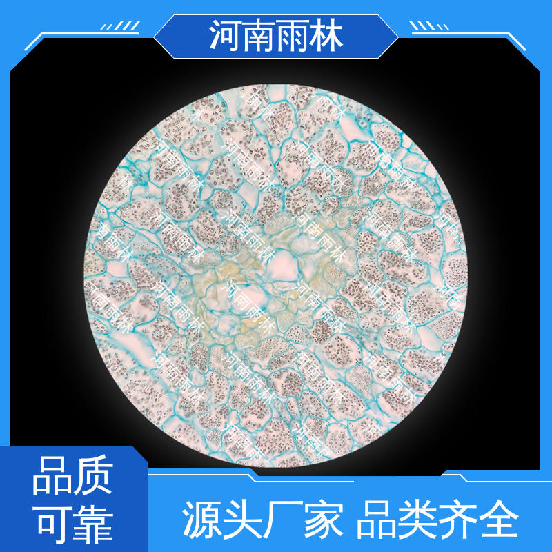 雨林教育 各类标本 可后期加工 切片安全 厂家销售