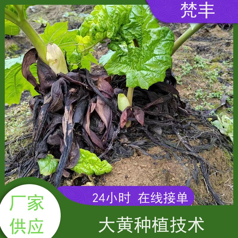 梵丰 大黄管理方法 成活率高 品质好 长期供应 诚信经营