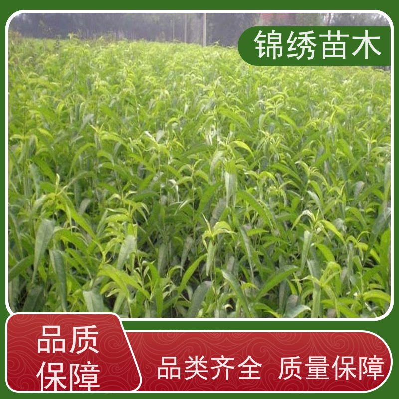 锦绣黄桃 油蟠7-7易成花 早丰产 瑞蟠101 中蟠21 精选品质 技术指导