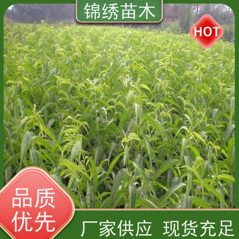 桃树苗种类齐全当年结果 经济林栽植桃苗 早熟丰产耐运存 自花授粉