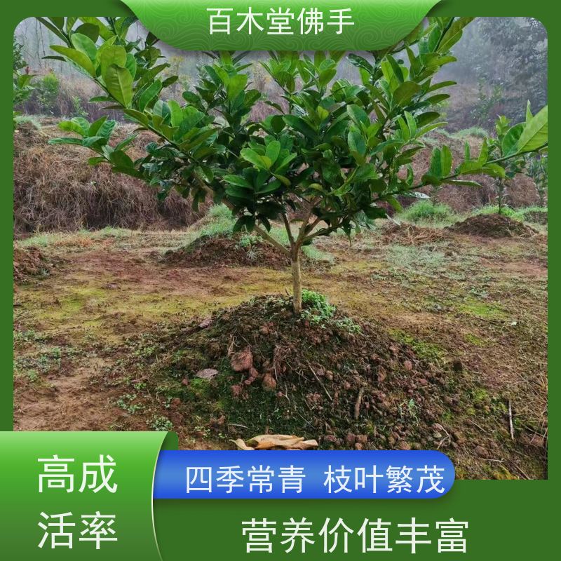 百木堂 川佛手苗 适用性强 规格齐全 种苗基地直供