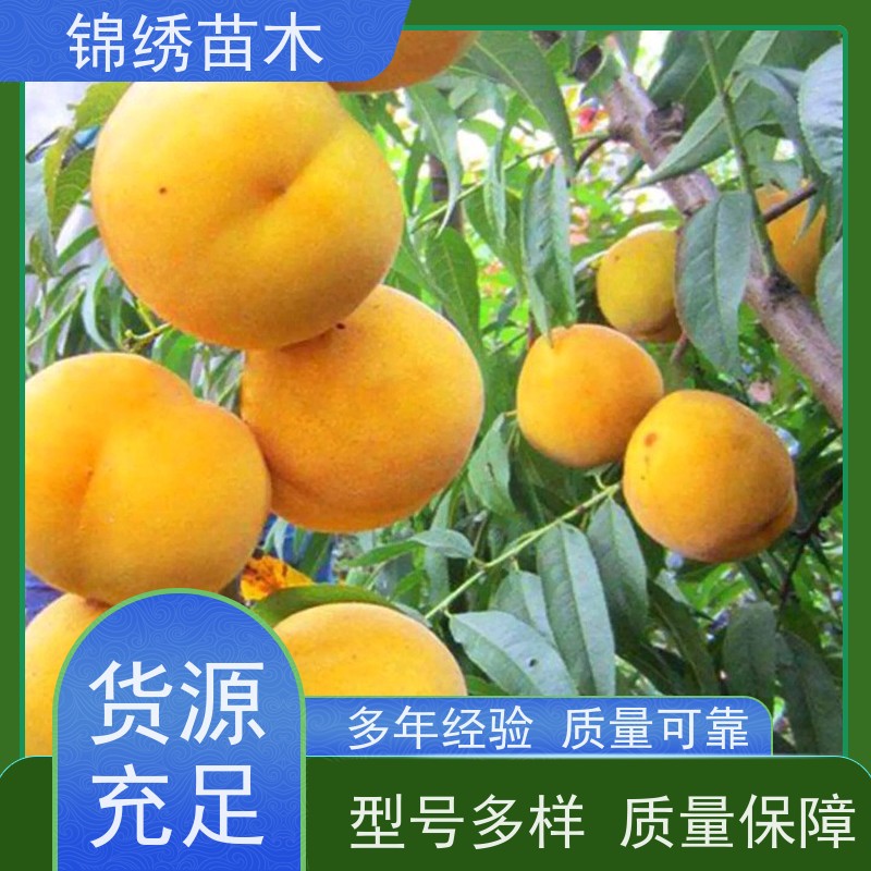 中蟠19 中油7-7五月红桃树苗 含糖量16%桃苗品种 挂树时间长耐运输