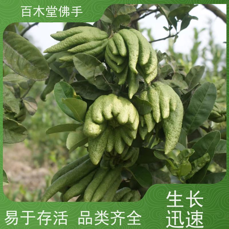 百木堂 川佛手苗 适用性强 规格齐全 园林景区栽植