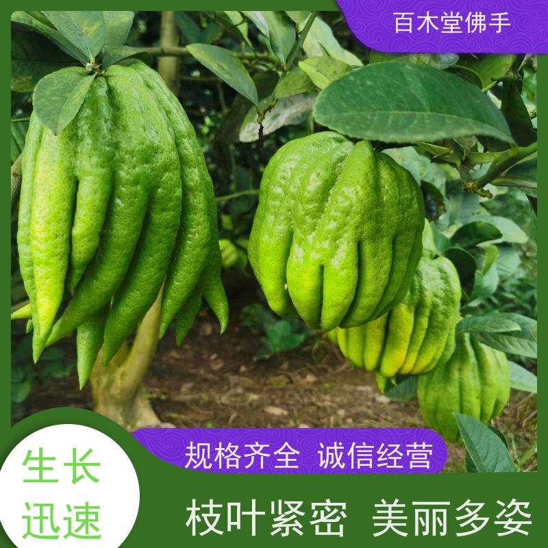 百木堂 川佛手苗 适用性强 规格齐全 城市景观绿化树 