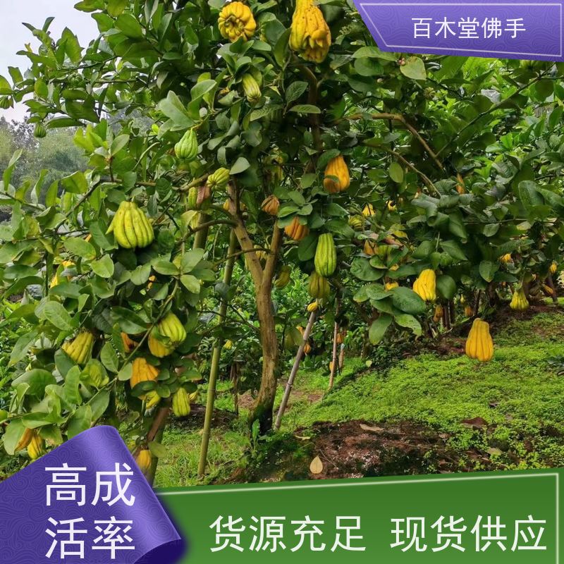 百木堂 金佛手苗 适用性强 规格齐全 城市景观绿化树 