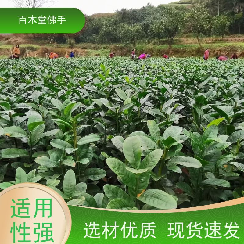 百木堂 良种佛手苗种植 产量高 造型优美 易成活 城市景观绿化树