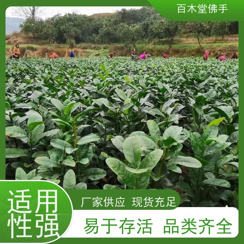 百木堂 良种佛手苗种植 产量高 造型优美 易成活 园林景区栽植