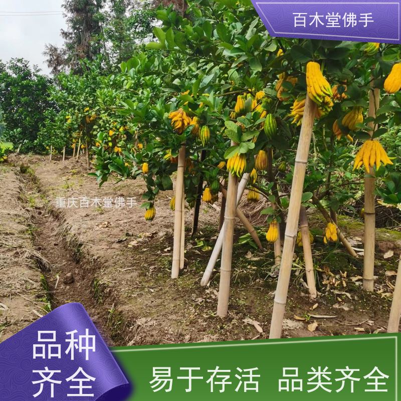 百木堂 广佛手苗种植技术 生长环境适应性强 道路绿化行道苗