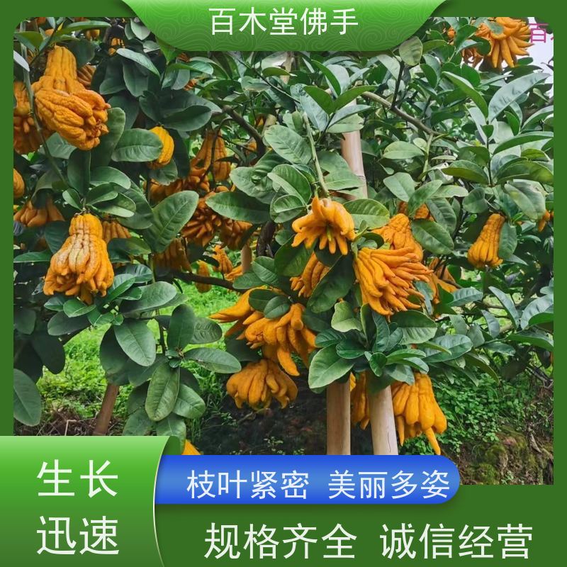 百木堂 佛手柑苗种植技术 树形丰富 成活率高 植株茂密 用途广泛