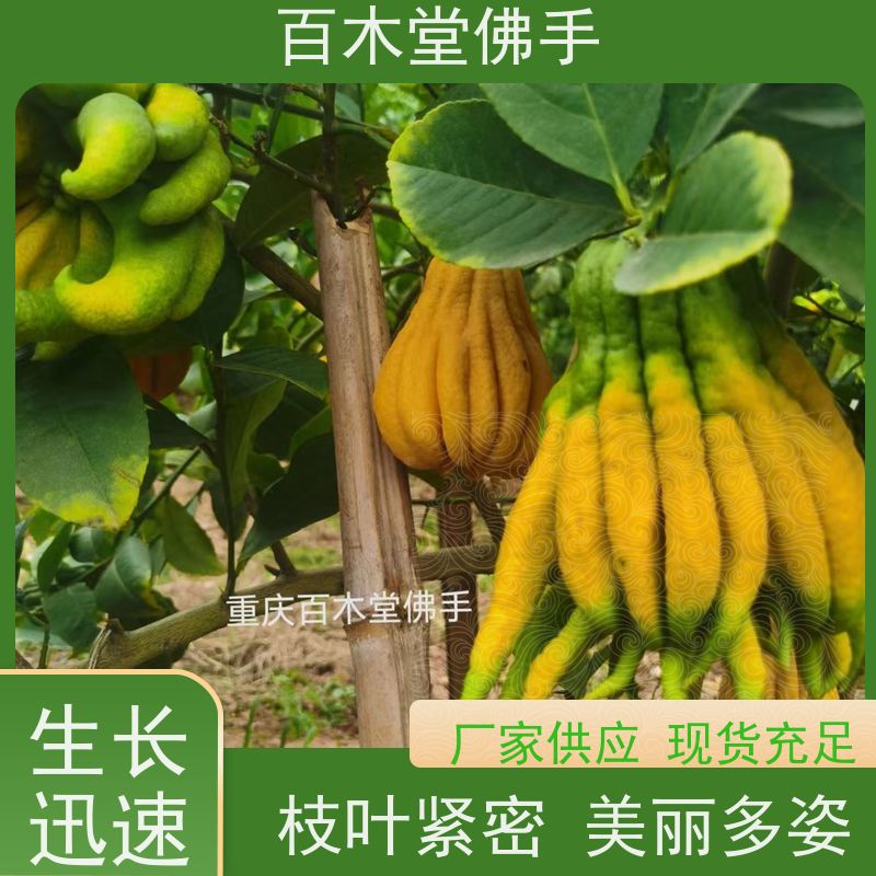 百木堂 广佛手苗种植技术 高成活率 较耐干旱 园林景区栽植