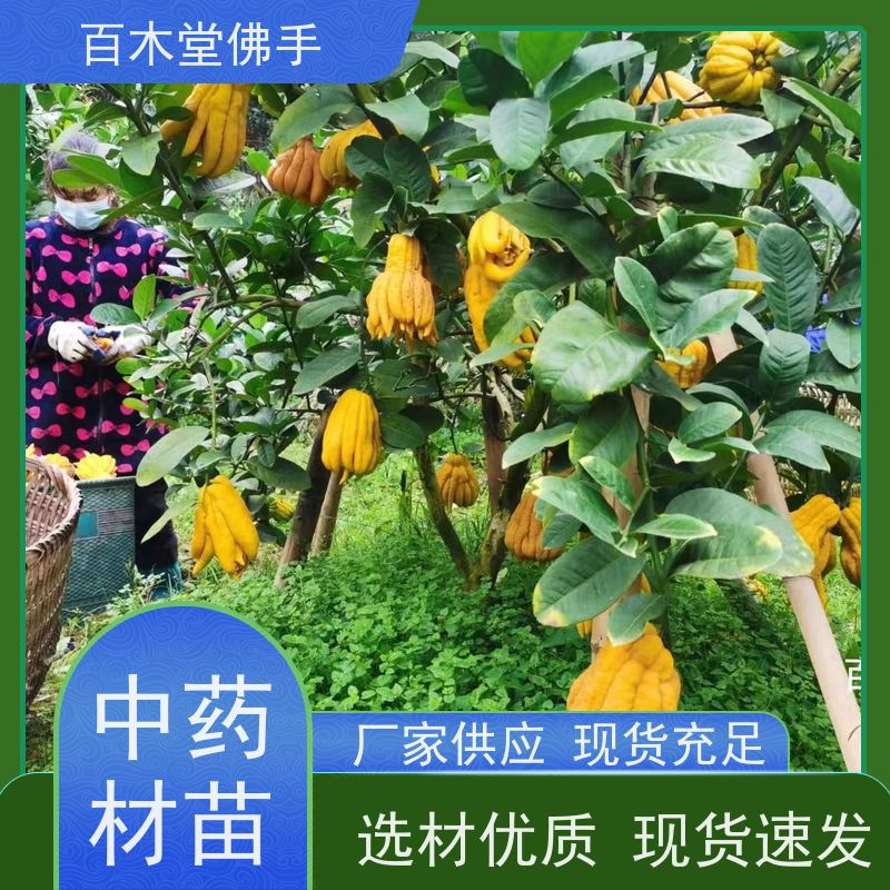 百木堂种苗基地直供中药材佛手种植易成活产量高