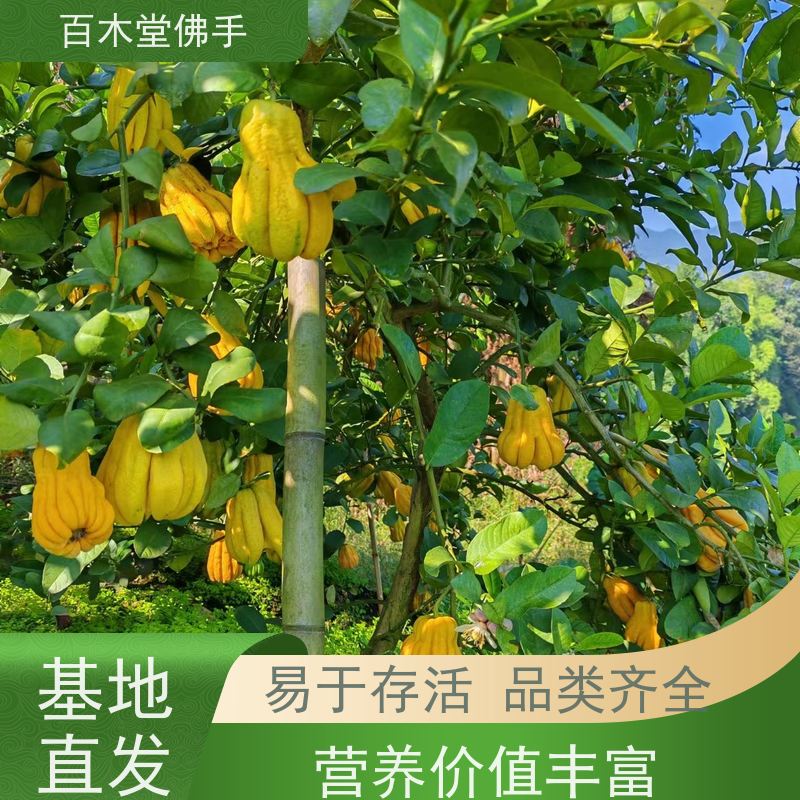 百木堂道路绿化行道苗中药材佛手种植树形丰富 成活率高