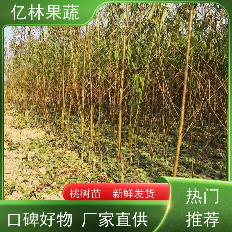亿林苗木 秋彤桃 三公分现挖现发 品种齐全 根系饱满成活率高