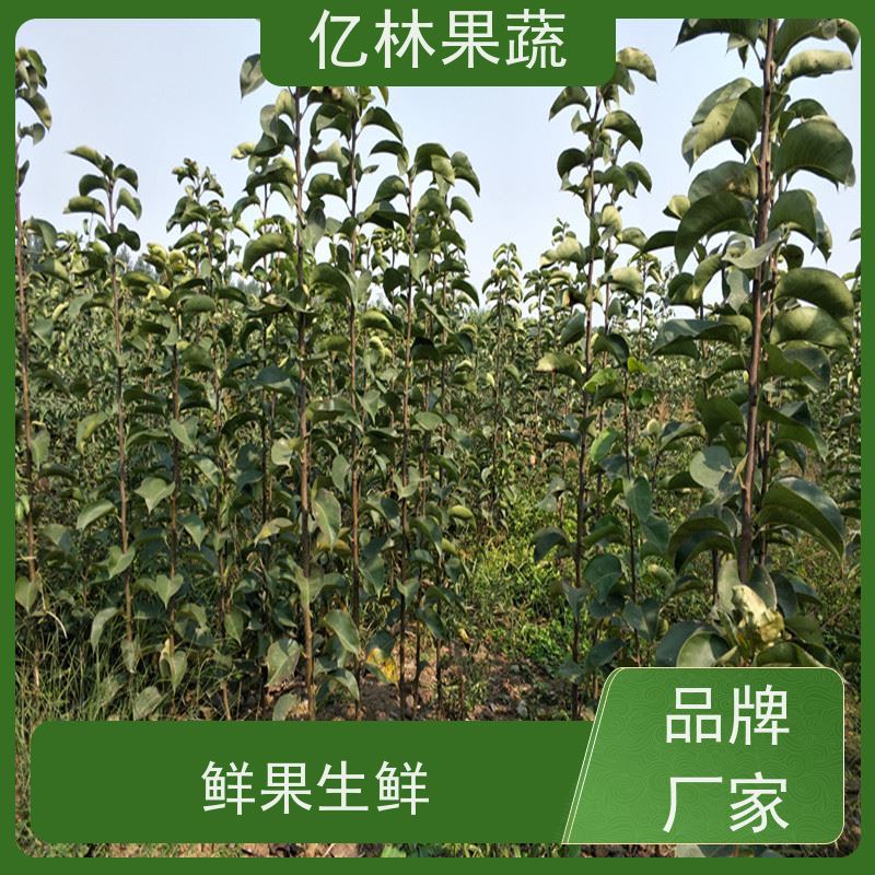基地供应 黄桃苗 新品种挑苗 香甜可口 成活率高