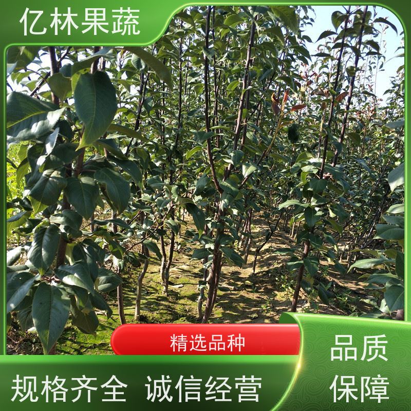 亿林苗木 园林嫁接桃苗 现挖现发新鲜 粗两公分 果实饱满味道好