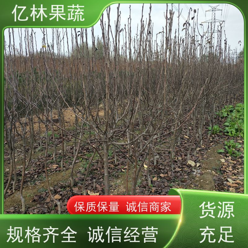 亿林苗木 园林嫁接桃苗 三公分现挖现发 品种齐全 易栽培桃树苗