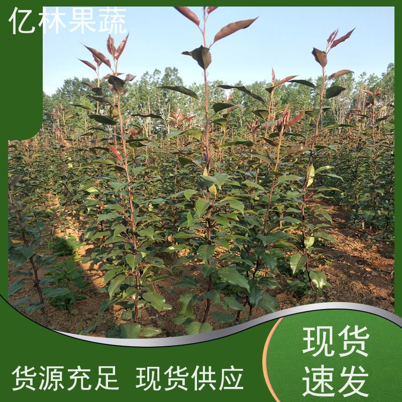 亿林苗木 晚熟桃树苗 新品种挑苗 香甜可口 根系饱满成活率高