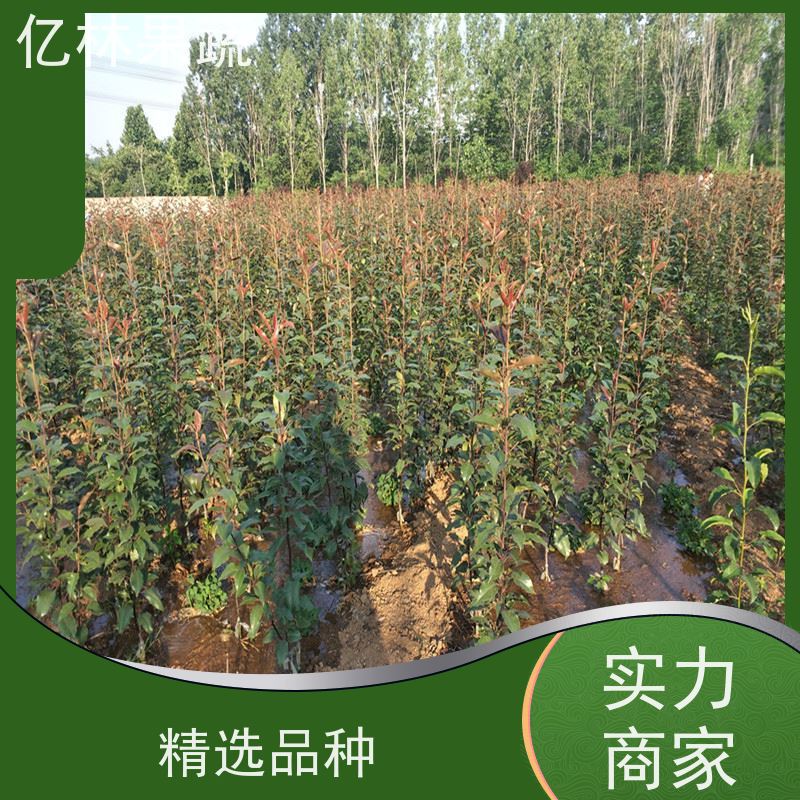 亿林苗木 黄桃苗 南北方种植 桃树果树苗 果实饱满味道好