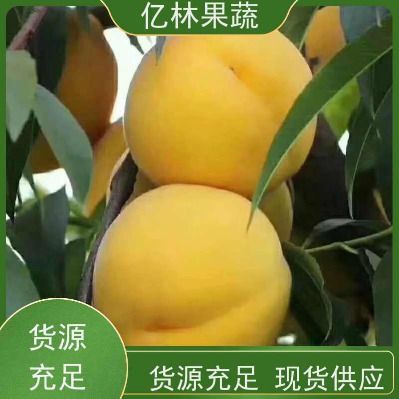 亿林苗木 油桃苗 三公分现挖现发 品种齐全 根系饱满成活率高