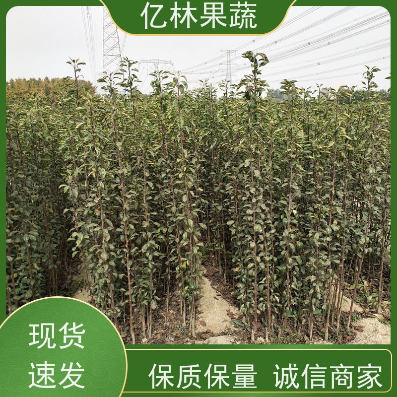 基地供应 秋彤桃 果树苗批发 当年结果 成活率高