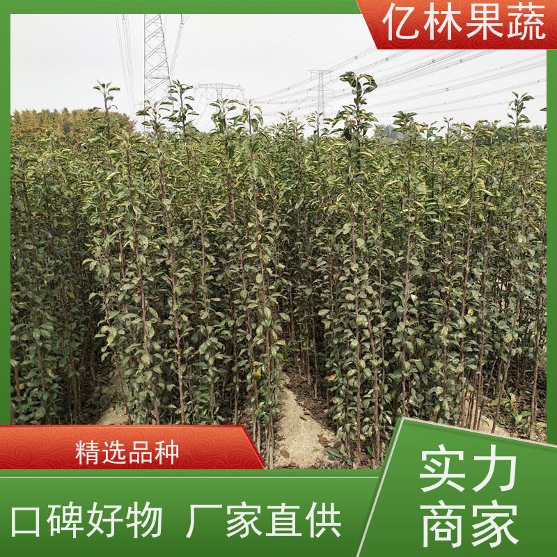 亿林苗木 油桃苗 三公分现挖现发 品种齐全 成活率高