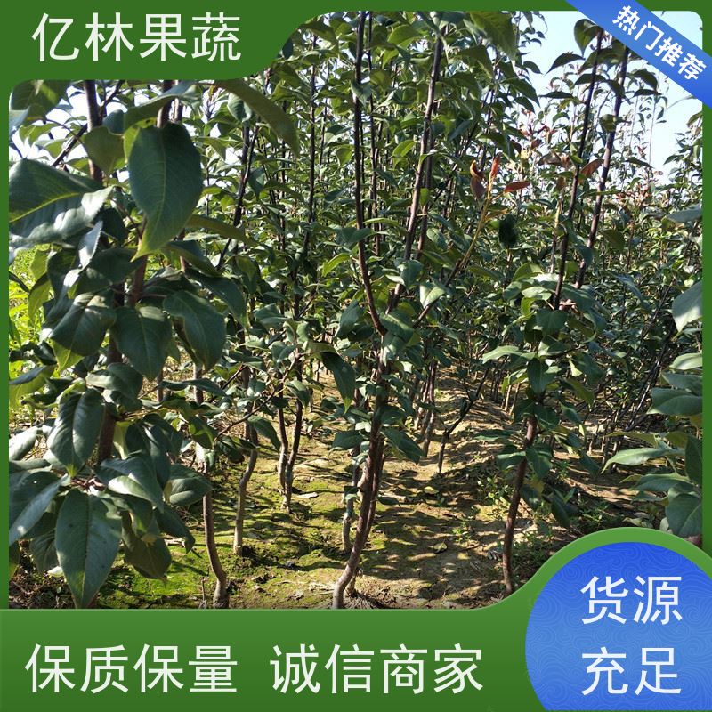 基地供应 园林嫁接桃苗 现挖现发 口感香甜 根系饱满成活率高