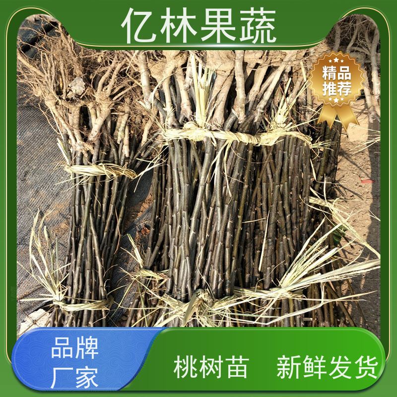 亿林苗木 晚熟桃树苗 三公分现挖现发 品种齐全 果实饱满味道好