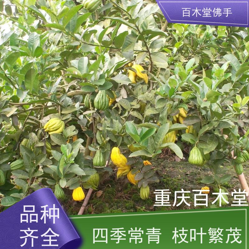 百木堂 四 川佛手苗 园林景区栽植 用于庭院装饰