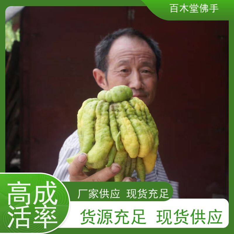 百木堂 广佛手苗 道路绿化行道苗 用于庭院装饰