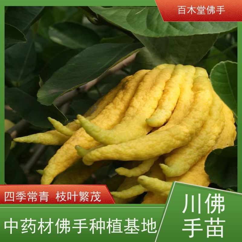 百木堂 金佛手苗 适用性强 规格齐全 用于庭院装饰