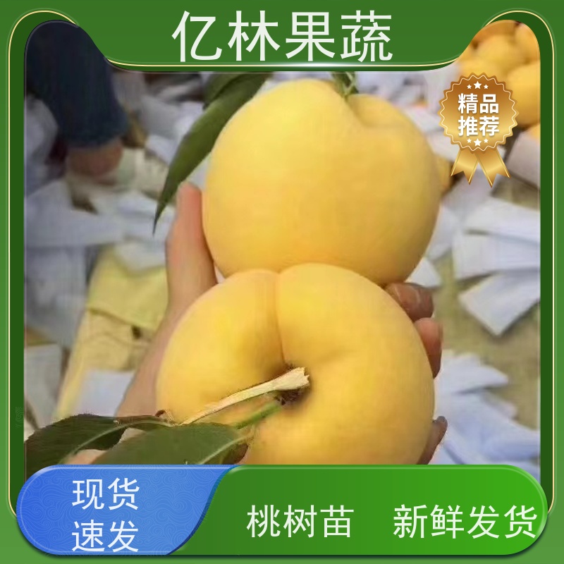 基地供应 桃树苗 现挖现发 口感香甜 根系饱满成活率高
