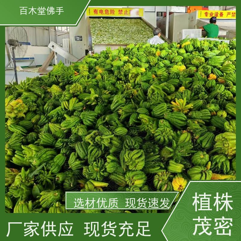 百木堂 金 佛手 枝叶紧密 美丽多姿 园林景区栽植