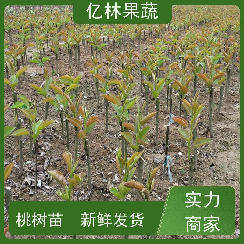 基地供应 秋彤桃 嫁接技术指导 抗寒能力强 易栽培桃树苗