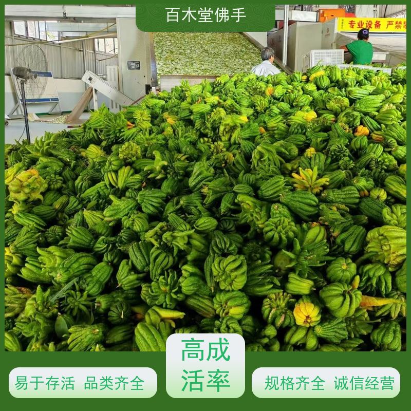 百木堂 川佛手 观赏植物 附加值高 园林景区栽植