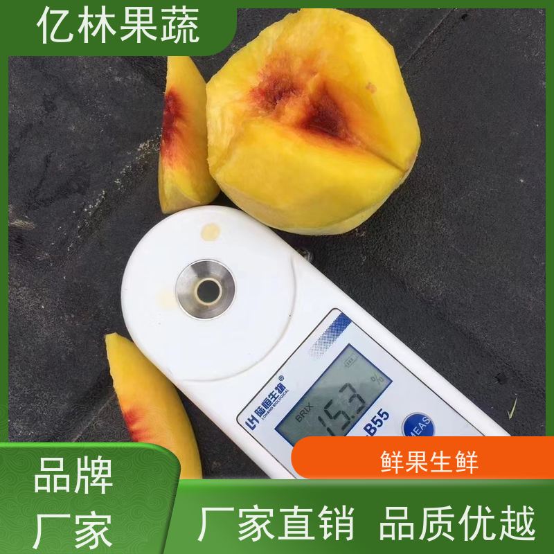 基地供应 冬桃苗 三公分现挖现发 品种齐全 易栽培桃树苗