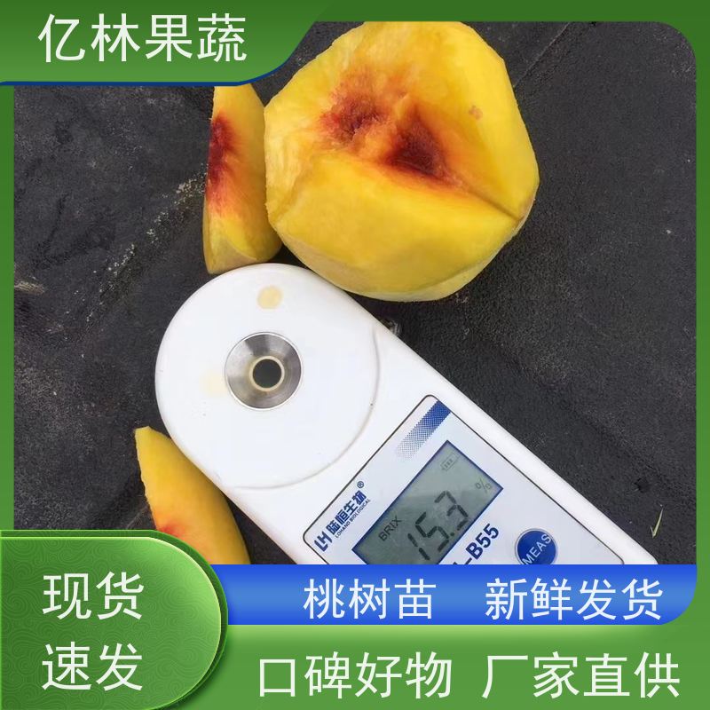 基地供应 冬桃苗 现挖现发新鲜 粗两公分 根系饱满成活率高