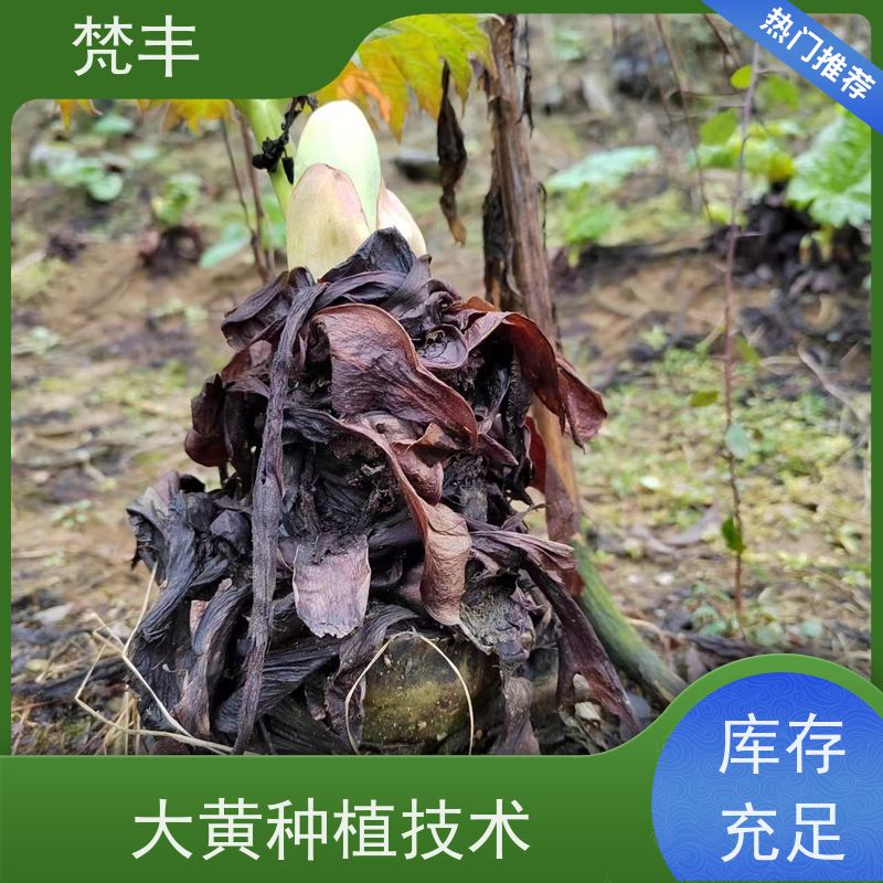 梵丰 大黄育苗 庭院绿化常绿苗木 欢迎来电洽谈